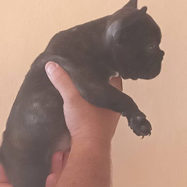 Si buscas una Exelente compañía, Chihuahua, shitzu,labrados ,Husky y mucho más llame al 53818081 - Img 123172260