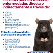 Fumigación para ratas y ratones - Img 56841097