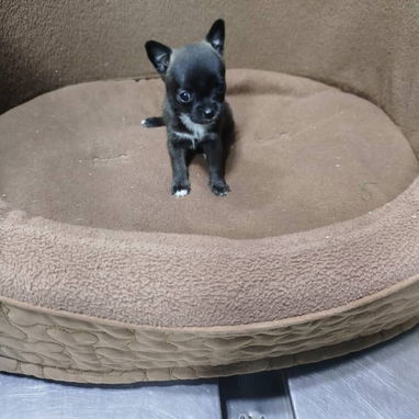 Tienda de mascotas todo tipos de artículos y perros de razas en venta - Img 112674626