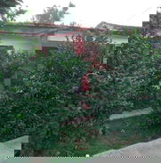 Venta de vivienda ubicada en calle 90…No 8909…Ceiba del Agua, Municipio Caimito, Artemisa    Precio interesados al pv - Img 49356620
