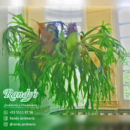 Venta de Platicerios × RANDY'S Jardinería y Ornamentos - Img 45592823