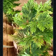 🪴🪻Plantas,posturas, y mucho más para tus espacios ✨️ - Img 57465217