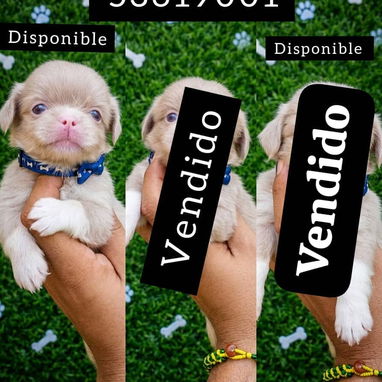 💙🐶DOGS BUTTY💙🐶53619001 🐶 PEKINES HEMBRAS Y MACHO 🐶CHIHUAHUA MINI  🐶chihuahua Fawn 🐶PITBULL AZULES  📞53619001 - 3/5