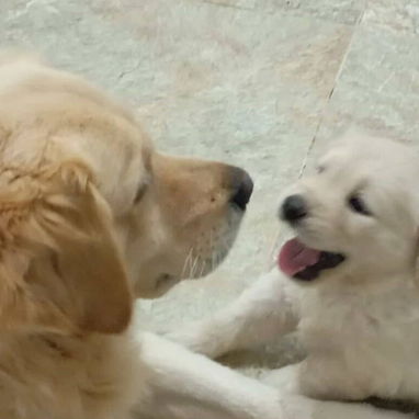 馃惗 CACHORROS DE RAZAS CON GARANT脥A Y CONFIANZA BETTY MASCOTAS WHATSAPP 52506841 馃惗 - Img 123757275