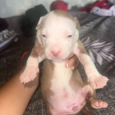 Cachorros pitbull - 4/7