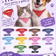 Collares con pañuelo para mascotas - Img 58140595