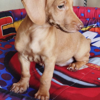 Disponibles.   Pitbull , Salchicha,shitzu , Labradora ,, Chihuahua , pastor belga Malinois, bulldog francés,53818081 - Img 124023274