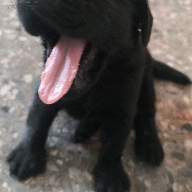 Labrador retriever - 2/4