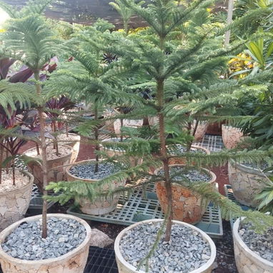 Servicios de jardineria - Img 126449847