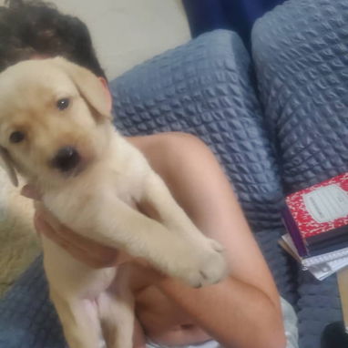 Las razas de tu preferencia Chihuahua , Shitz,labrador , Husky, Salchicha , pitbull,53818081 - 4/7