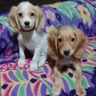 Venta de coker Spaniel contactar con 55000733 - 3/4