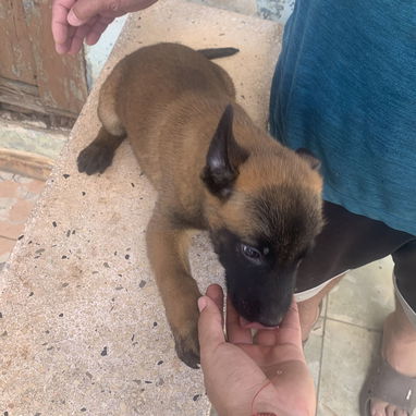 Pastor Belga Malinois - 2/2