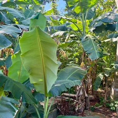 GG-136 | 🚜🌾 ¡FINCA EXCEPCIONAL CON GRAN POTENCIAL LOGÍSTICO Y AUTONOMÍA TOTAL EN SANTA AMELIA! - Img 125190654