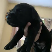 Labrador retriever negros y champán - Img 57239793