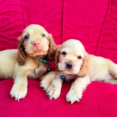 Cocker Spaniel 🥰 - Img 122493181