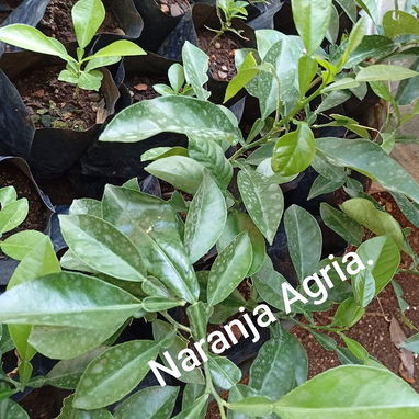 Plantas medicinales y posturas - Img 100428206