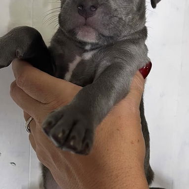 PITBULL,ambos sexos,en 150 USD o equivalente,TENGO MENSAJERÍA,tienen 40 días y están desparacitados - Img 126171276