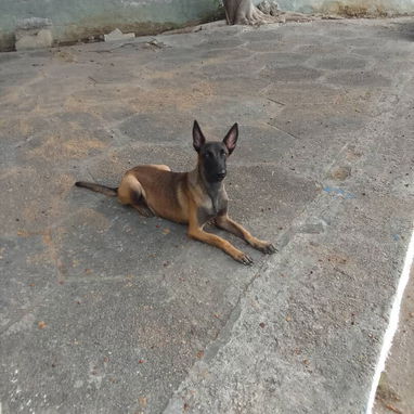 Adiestramiento canino - Img 118693938
