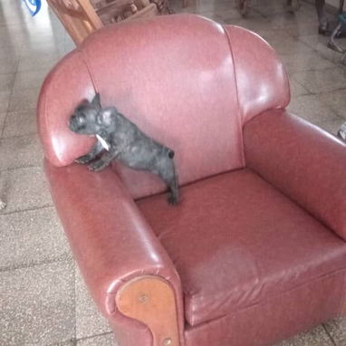 Si buscas una Exelente compañía pitbull, Chihuahua, shitzu, bulldog francés,53818081: - Img 123407525