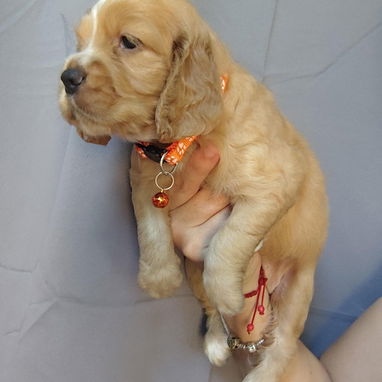💢COCKER SPANIEL ♀️♂️💢 - Img 123674863