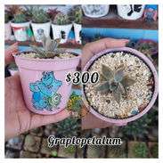 Cactus y suculentas - Img 56707308
