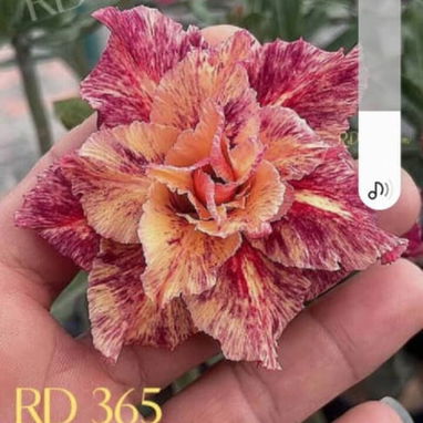 Adeniums, tu rosa del desierto en casa 🏡 - 3/10