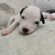 cachorros de pitbull disponibles - Img 57059073