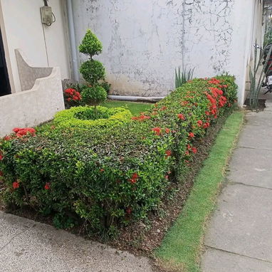 jardinería y mantenimiento - Img 120164099