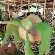 Platycerium y variadas plantas ornamentales - Img 50705069