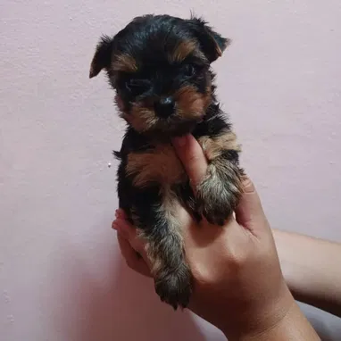 YORKY MINI CON PEDIGRI,hembras en 550 USD,TENGO MENSAJERÍA,se entregan VACUNADAS,INSCRITOS Y CON MICROCHIP - Img 124269453