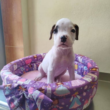 TENEMOS TODO TIPO DE PERROS PURA RAZAS DISPONIBLES - 6/10