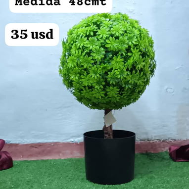 Planta hermosa - Img 121840798