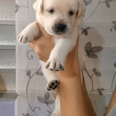 ((( LABRADOR RETRIEVER HEMBRAS EN PRÓXIMA VENTA BETTY MASCOTAS WHATSAPP 52506841 )))) - Img 123031190