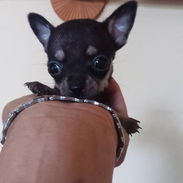Chihuahuas minis - Img 56392301