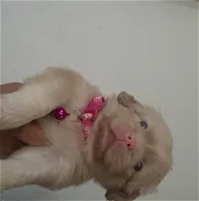 Cachorros de peki albinos...solo keda una hembra - Img 45874761