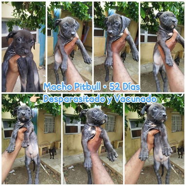 Pitbull en venta!!! - Img 123058712