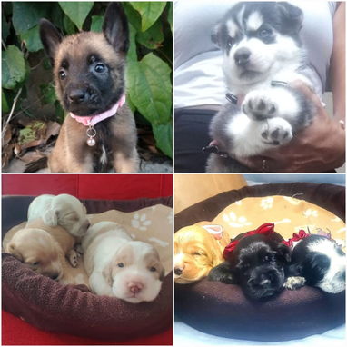 • • • • • •  RAZAS CANINAS PARA ELEGIR WhatsApp 58746643• • • • • • - Img 122799249