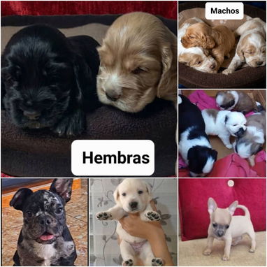 •• RAZAS DE PERROS  TALLA PEQUEÑA, MEDIANA Y GRANDE  BETTY MASCOTAS WHATSAPP 52506841 ••• - Img 123031427