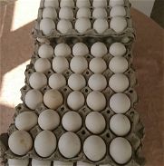 Vendo huevo - Img 45764406