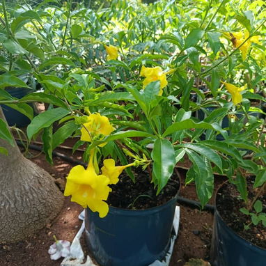 Venta de plantas ornamentales y frutales - 10/10