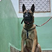 Vendo Cachorros - Img 56384233