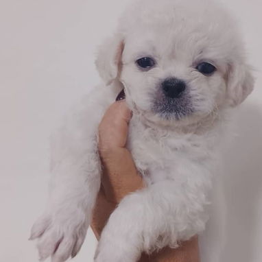 PEQUINÉS ALBINOS,machos,en 70 USD o equivalente,TENGO MENSAJERÍA,de 50 días,desparacitados,ENTREGAN CON HISTORIA CLÍNICA - Img 123312416