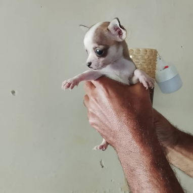 Chihuahua - 3/8