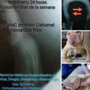 Veterinario en la habana - Img 57438142