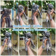 CACHORROS PITBULLS DE 54 DÍAS YA VACUNADOS - Img 55681295