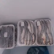 Sardina de ley limpia $850xLb Pescado fresco Lea todo el anuncio antes de contactar 55665753 - Img 55934849