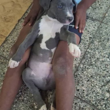 Disponibles todas las razas de perros - Img 119038520
