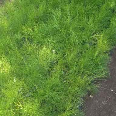 Servicio de jardinería 👩🏼‍🌾 - 3/10