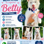 (((( HUSKY SIBERIANO HEMBRA BETTY MASCOTAS WHATSAPP 52506841 )))) - Img 54472491