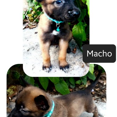 PASTOR BELGA MALINOIS - Img 122781710